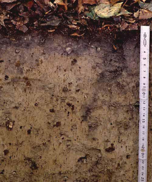 Beispiel: Einfluss der Regenwürmer auf die Bodenstruktur Beispiel Wald Hegau, Pararendzina, kalkhaltig (Geschiebemergel, ph 7,2, Lt2, Mull) Hohenlohe, Pseudogley,