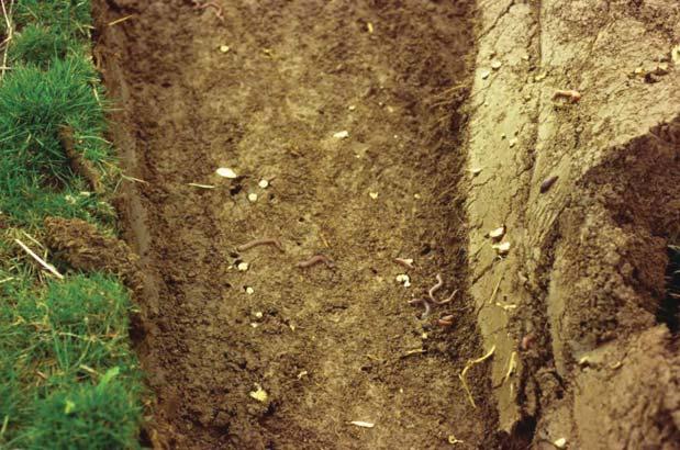 Bodenbearbeitung Otto Ehrmann Bodenbearbeitung ist prinzipiell negativ für Regenwürmer (direkte Schädigung & Zerstörung Bauten) besonders