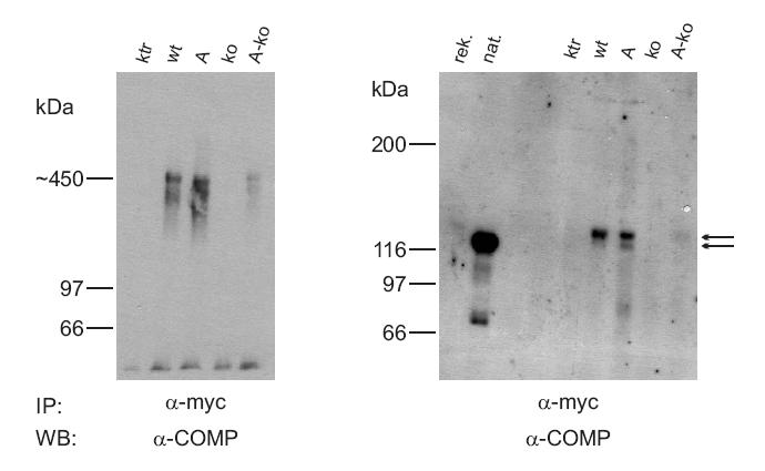 3.2.2. Nachweis von hybriden COMP Molekülen Die Expression von transgenem COMP führte zu einer Erhöhung der Gesamtmenge von COMP in transgenen Tieren.