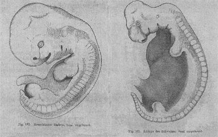 Fig. 2: Ähnliche Embryonen bei Wirbeltieren. Darstellung von Wilhelm His (1891) eines Menschenund eines Schweineembryos.