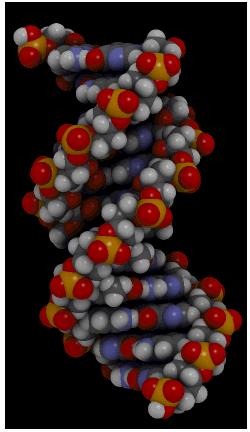 Fig. 3: Die DNA in ihrer Form als Doppelhelix. Schematische Darstellung der DNA, die die Vererbung von Merkmalen erst ermöglicht. Public domain Bild. http://commons.wikimedia.org/wiki/file:bdna.gif.