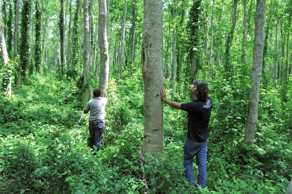 Forstarbeiter überprüfen den Wachstumsfortschritt der gepflanzten Bäume. Reduktion des Treibhauseffektes ein direkter und effizienter Weg zur Reduzierung der Treibhausgase.
