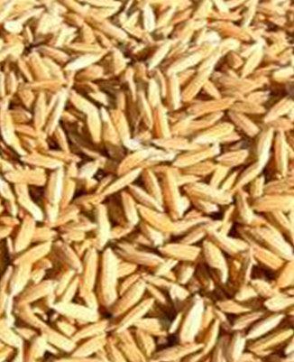 Devgen-Akquisition stärkt Führungsposition bei Reis Saatgutmarkt unterentwickelt Kein klarer Marktführer Hybridsorten auf weniger als 5% der