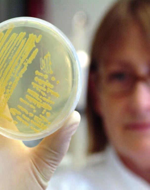 Mikrobiom der Säugetiere Im Verlauf von Infektionen spielen die Wechselwirkungen zwischen den bereits im Wirt vorhandenen Mikroorganismen und den neu eindringenden Krankheitskeimen eine wichtige