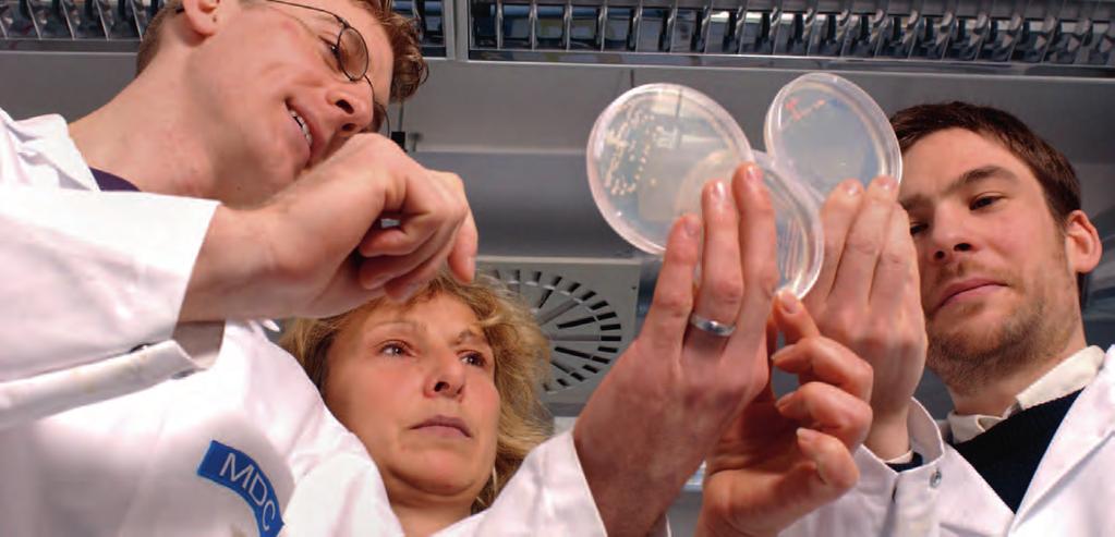 Forscher des MDC beurteilen das Wachstum bestimmter Mikroorganismen auf Agarplatten in Petrischalen.