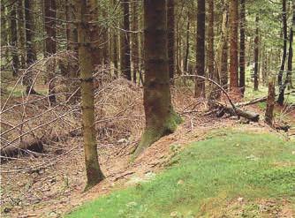 Durch Verordnungen der oberen Forstbehörde können weitere Waldschutzgebiete ausgewiesen werden, sofern diese unter anderem eine Bedeutung beim Erhalt