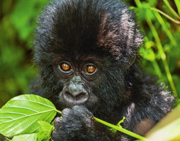 Neben Elefant und Nashorn sind auch viele andere Arten, wie Gorillas, von der Wildartenkriminalität bedroht.