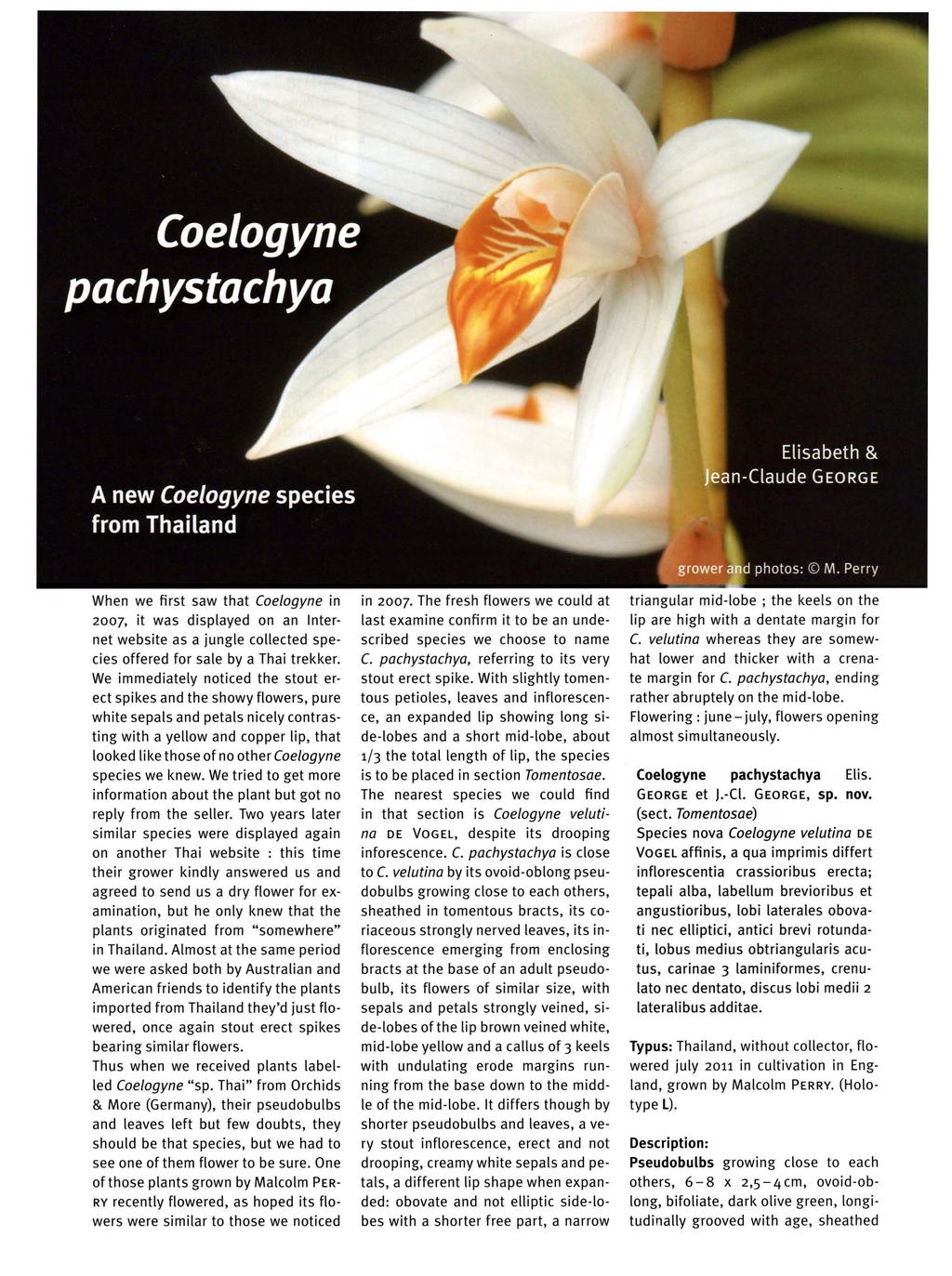 When we first saw that Coe/ogyne in 2007, it was displayed on an Internet website as a jungle collected species offered for sale by a Thai trekker.