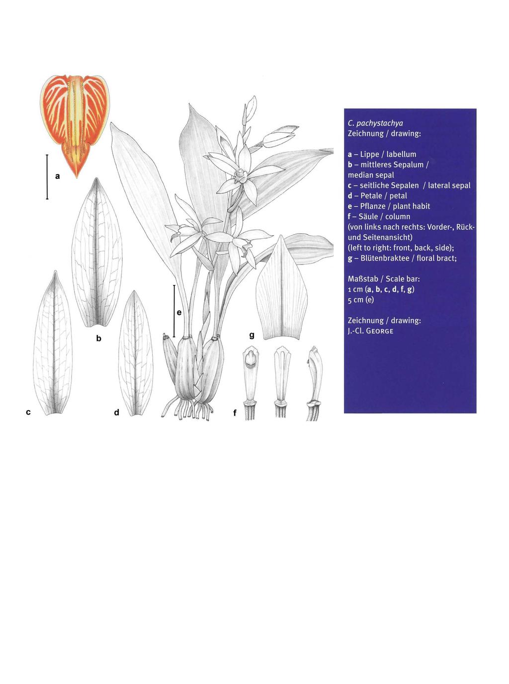 C. pachystachya Zeichnung / drawing: a - Lippe / labetlum b - mittleres Sepalum / median sepal c - seitliche Sepalen / lateral sepal d - Petale / petal e - Pflanze / plant habit f - Saule / column