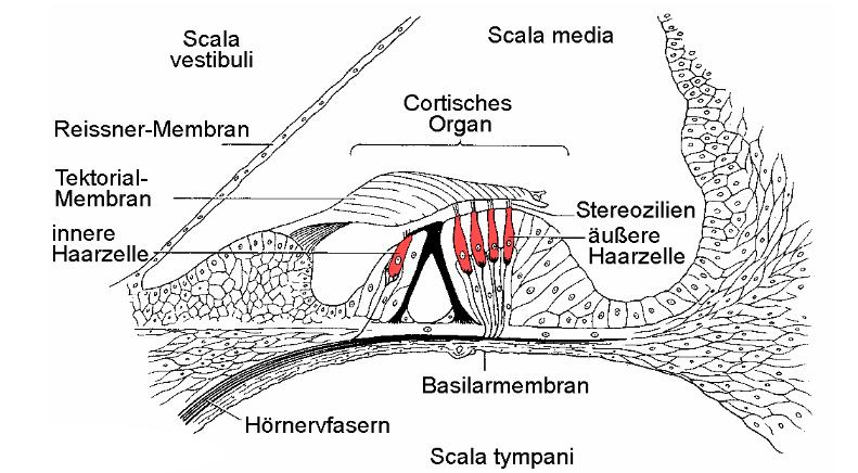 Aufbau des Ohres - Cochlea 19.