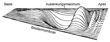 Akustische Wahrnehmung In der Cochlea 19.