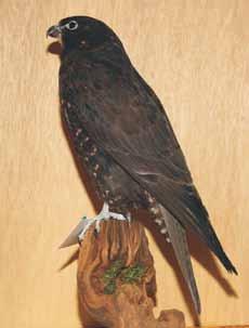 Abb. 4: Falco rusticolus (Herkunft