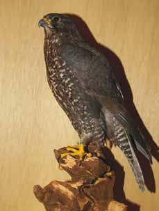 5: Falco rusticolus (Herkunft Labrador) x F.