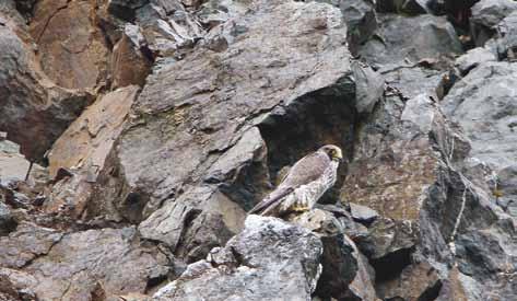 Abb. 2: Hybridfalke, Fels, Bayern, Juni 2012. Hybrid falcon. Warum werden Falkenhybriden gezüchtet?