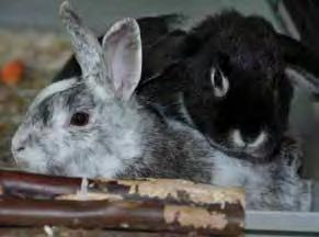 Wichtige Überlegungen vor der Anschaffung von Kaninchen Kaninchen sind eine wundervolle Bereicherung und die Beschäftigung mit ihnen bereitet viel Freude.