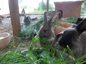 Kaninchen sind sehr bewegungsfreudig und benötigen viel Platz zum Hoppeln und Hakenschlagen. Ein handelsüblicher Käfig mit zeitweiligem Auslauf ist Tierquälerei.