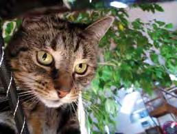 Katze Krümel und ihr unglaublicher Plan B Unsere Katze heißt Krümel. Und wir lieben sie sehr. Krümel besitzt eine Katzenklappe.