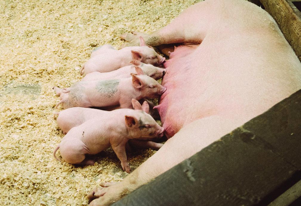 Schweine Als Folge des Ausbruchs der Maul- und Klauenseuche im Jahr 2001 wurde für die gesamte EU die Verfütterung von Speiseresten an Schweine verboten.