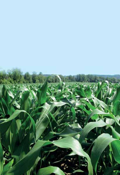 Terbuthylazin-frei! WS 600 WasserSchutzpack Die sichere Lösung im Maisbau mit 1,43 l Mesotrione/ha Die neue Mais-Triketon-Kombination mit Blattund Bodenwirkung für alle Maisbaugebiete inkl.