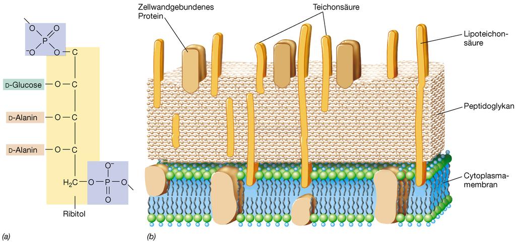Teichonsäure & die gram+ Zellwand Teichonsäure = eingebettet in die Zellwand enhält Glycerophosphat oder Ribitolphosphat