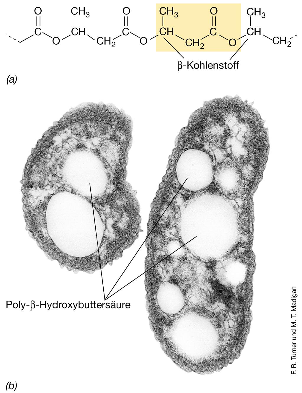 Zelleinschlüsse bei Prokaryoten (Bacteria & Archaea) am häufigsten: Poly-ß-Hydroxybuttersäure (PHB) Lipid Polymere bis C18 bilden