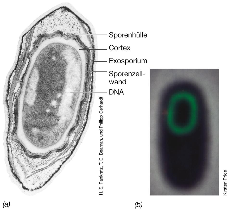 Zelleinschlüsse: Endosporen Struktur: stark lichtbrechend, schwer zu färben viele Schichten: Exosporium=Proteinhülle Sporenhüllen=spez.