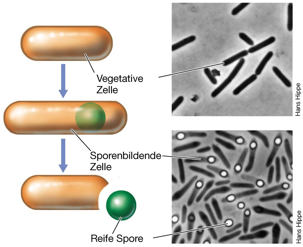 Zelleinschlüsse: Endosporen