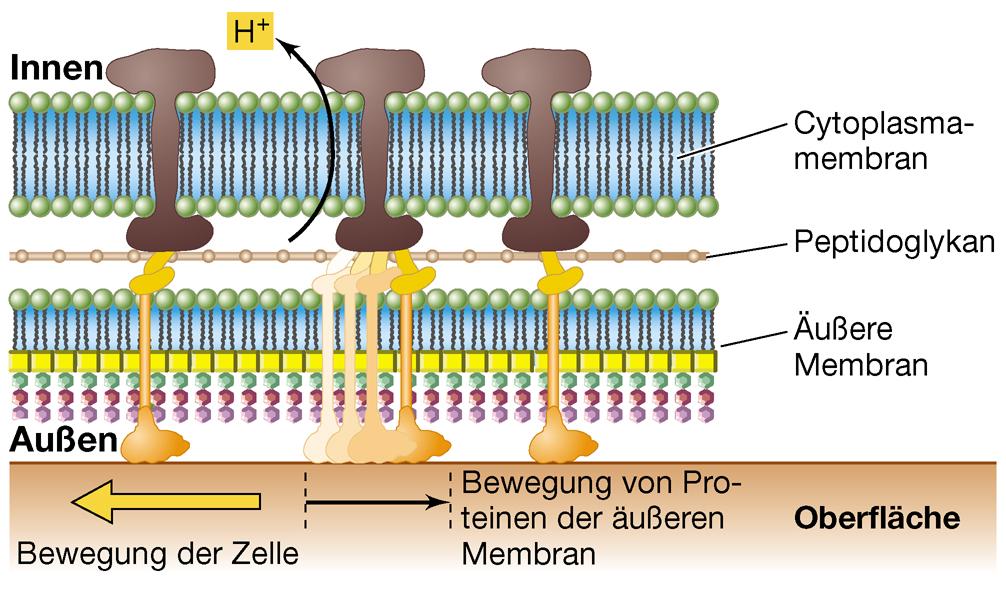 Mechanismen des Gleitens Cyanobakterien: Gleiten auf Polysaccharidschleim phototrophe