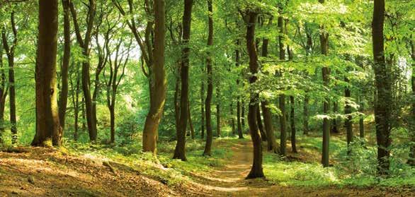 Mehr als 1 000 Kunden und 29 000 Bäume. Piepenbrock Forst Das grüne Herz unseres Einsatzes liegt mitten in Brandenburg: Dort bewirtschaften wir den firmeneigenen Forst Rheinshagen.