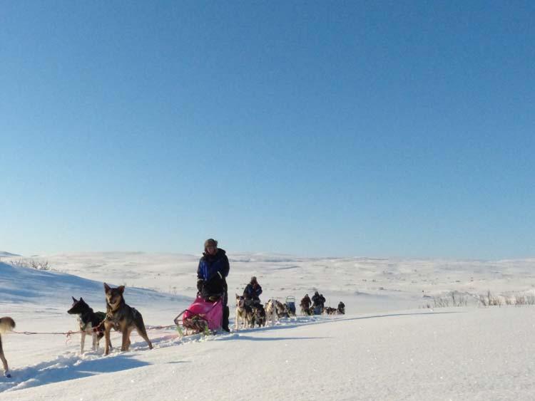 3. Tag - 6. Tag Huskysafari Transfer zu den Huskys in Tana, Norwegen. Auf der Huskyfarm lernen wir das Wichtigste über den Alltag mit den Huskys.