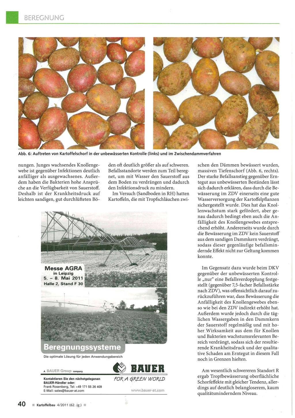 Abb. 6: Auftreten von Kartoffelschorf in der unbewässerten Kontrolle (links) und im Zwischendammverfahren nungen.