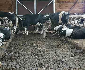 23... in der intensiven Landwirtschaft soylent network Im Stall haben die Rinder wenig