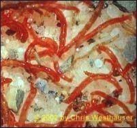 12er Shrimphaken Strauss - grau Kupferdraht - rot Kupferdraht - rot Pfauengras 6/0 Schwarz :