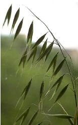 8. Von der Wild- zur Kulturpflanze: Süßgräser (Poaceae) Merkmale: Kräuter