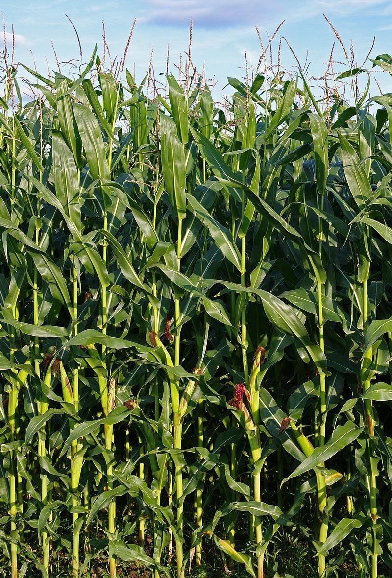 9. Wir betrachten eine Nutzpflanze genauer: Mais (Zea mays) Woher kommt Mais?