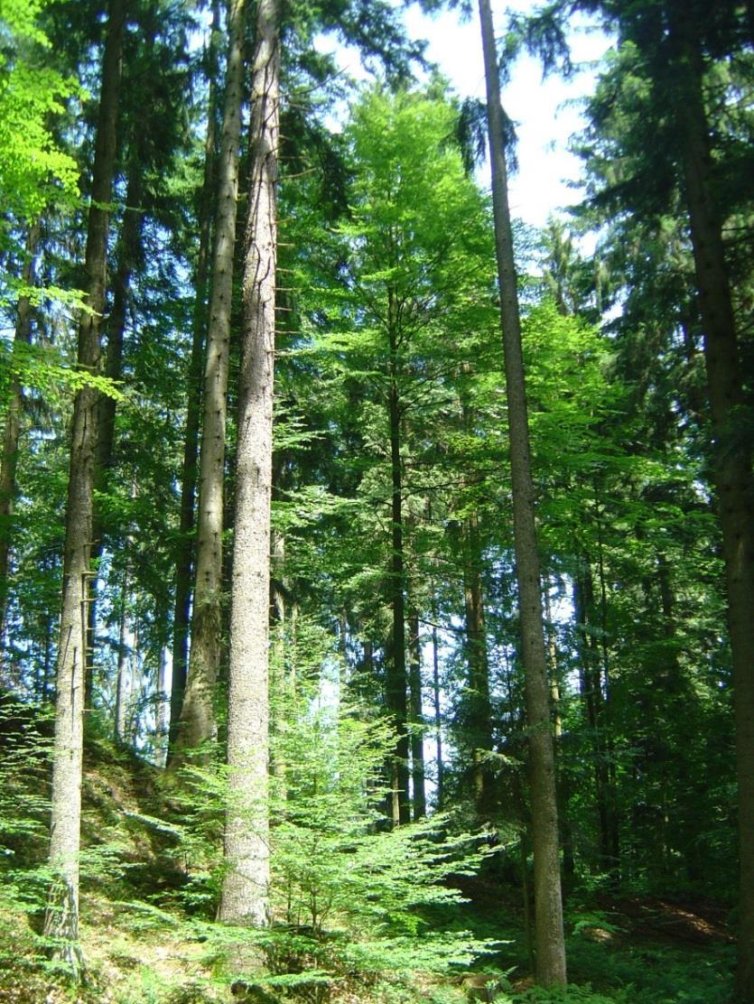 PEFC für den Wald von Morgen!