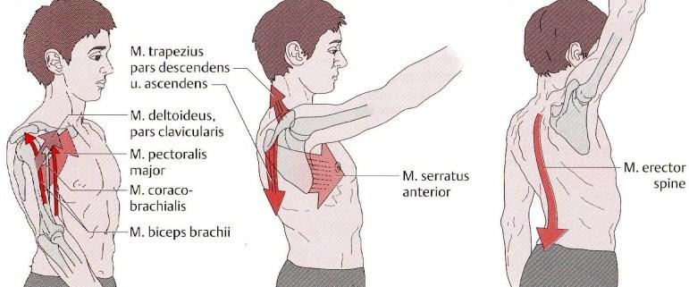 Hochschild, 2005 unterscheidet drei Phasen: In der ersten Phase (ca. 0 - max. 60 ) wird der Arm von den Mm. biceps brachii, deltoideus, pectoralis major und coracobrachialis bewegt.