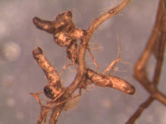 Gastbaumarten 33 Bei Tsuga wurden 2,5 Jahre nach der Pflanzung drei neue Mykorrhizapilz-Taxa festgestellt. Zwei Taxa, die aus dem Pflanzgarten stammten, waren verschwunden.