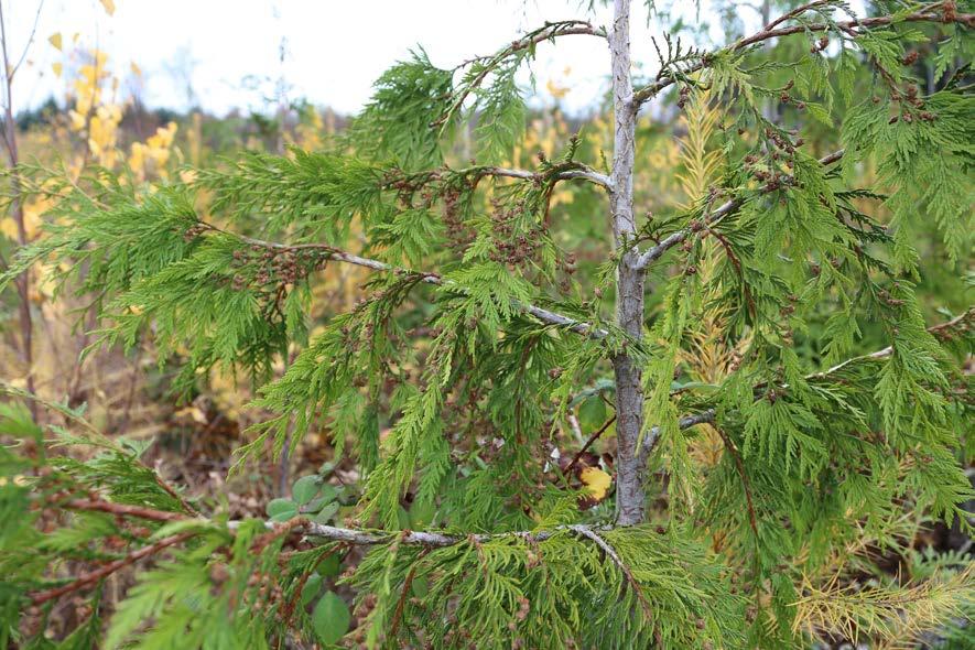 Auf der Fläche in Mutrux wurden während der Begehungen im Herbst 2015 und 2016 einzelne «feuerrote» Pflanzen gefunden (Abbildung 21a); die 2015