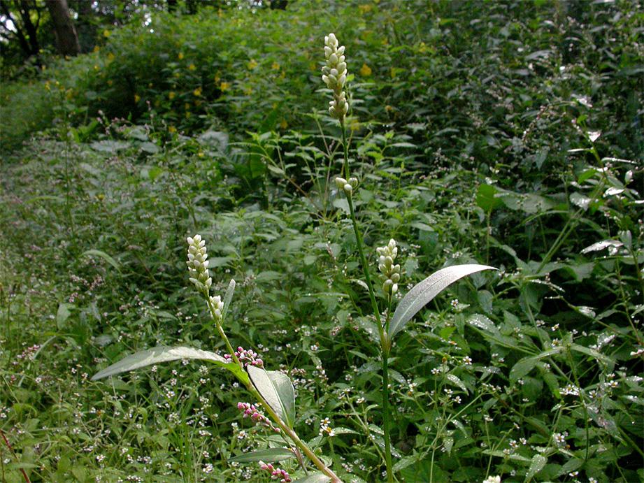 5 Persicaria Knöterich maculosa (= Polygonum 26 281 persicaria) Floh- Persicaria maculosa (Abb. 44 53) ist eine gut bekannte Art, die kaum einer Beschreibung bedarf.