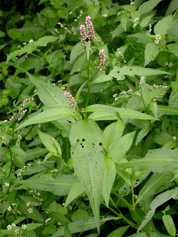 Durch die dichten Blütenstände ist die Art dennoch unverwechselbar, wenn man nicht als große Ausnahme einen Vertreter der Verwandtschaft von P. lapathifolia vor sich hat.
