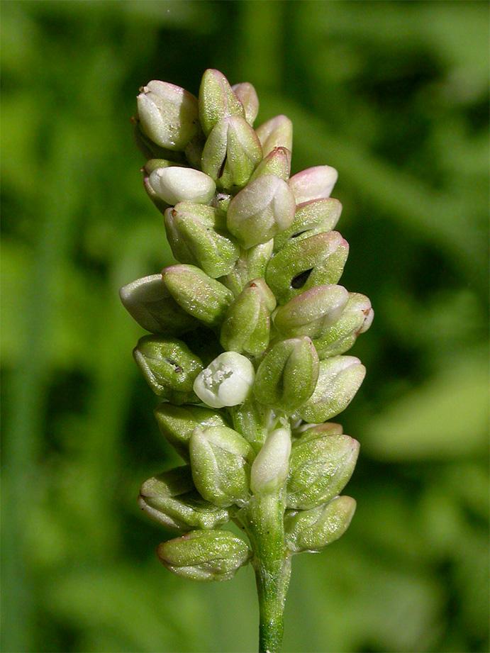 Abb. 48: Persicaria maculosa Floh-Knöterich, Blütenstand mit