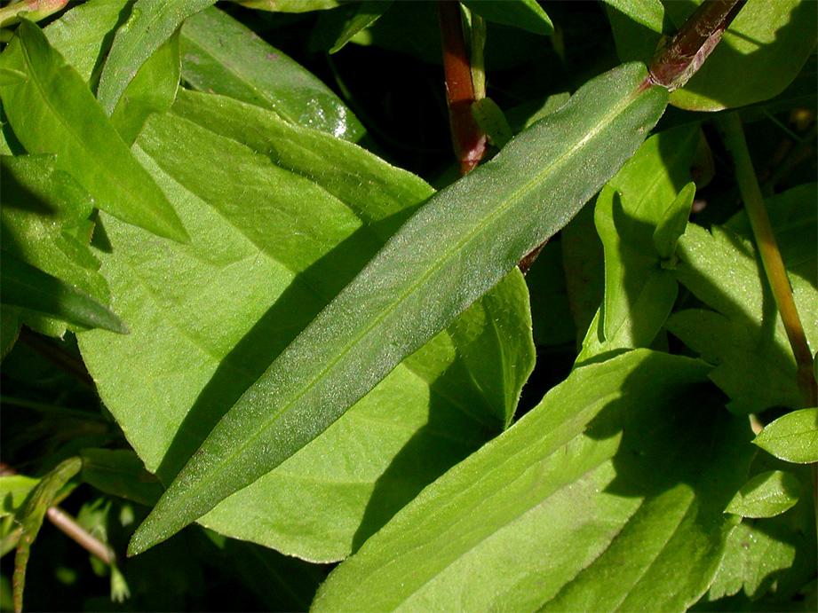 10: Persicaria minor Kleiner Knöterich, Blätter
