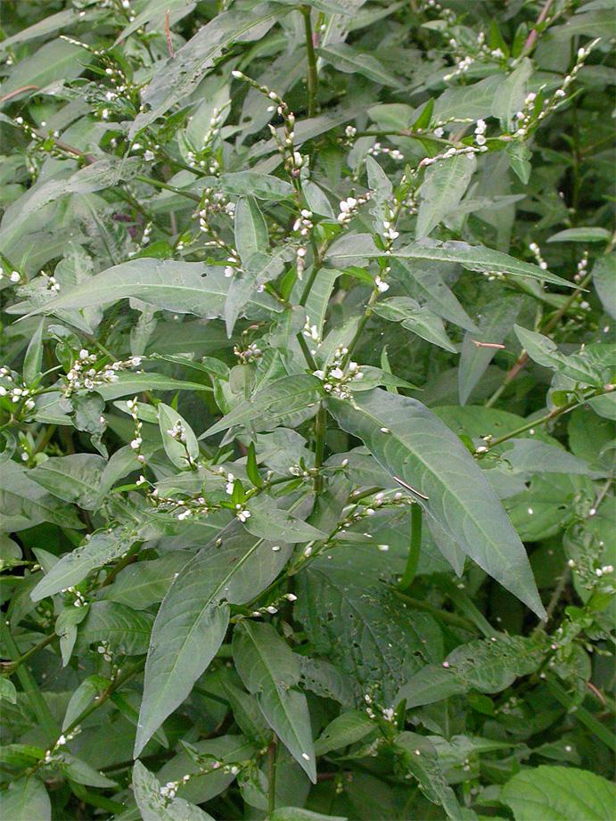 hydropiper einen einheitlichen Eindruck Blütenstände und Blätter sind Ton in Ton gelblich grün. P.