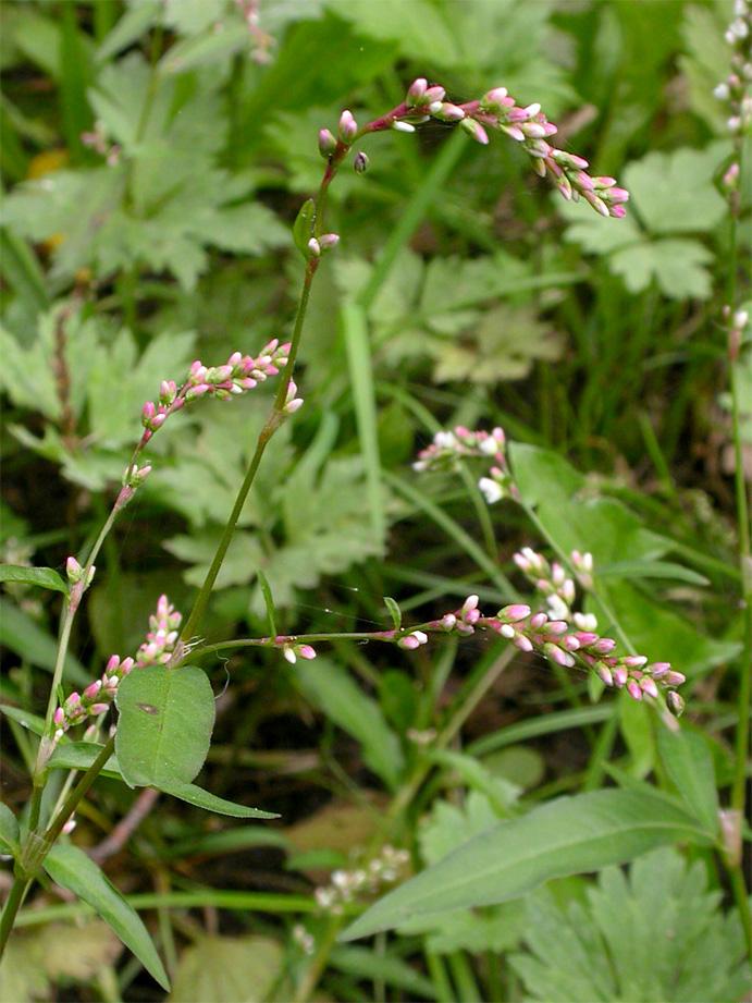 23: Persicaria mitis Milder Knöterich, Blütenstände