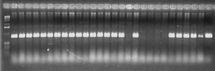 Molekularer Nachweis mittels PCR oder realtime PCR Nachweis in Pflanze und Insekt sensitivster Nachweis spezifischer