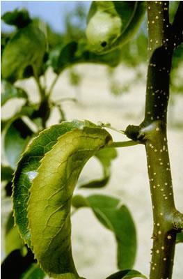 Wirtspflanzen verschiedenste Birnenarten: Pyrus spp.