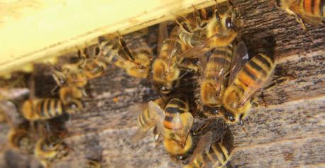 Die unterschiedlichen Arten beleben die vielfältigsten Lebensräume wie Naturwiesen, Tothölzer oder Sandböden.