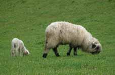 Weidemanagement bei Schaf und Ziege