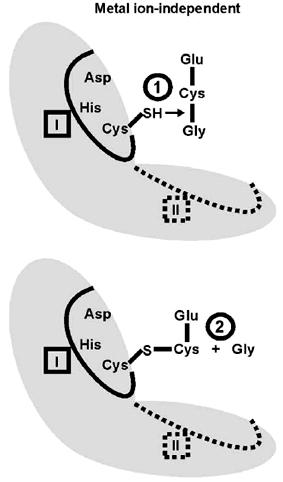 Abb. 6 Modell der Enzymacylierung. PCS besitzen zwei Substratbindestellen (I und II).